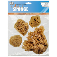 Sea Sponge #2093