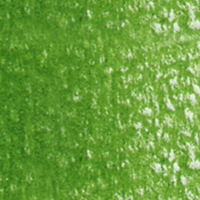 Holbein Coloured Pencil - Sap Green #262                                                                  